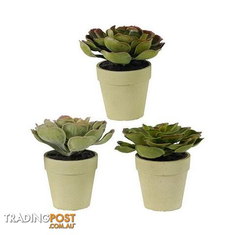 2 Durie Plants Set Of 3 - Plants - 7427046209694