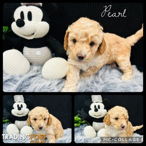 🐶✨ Adorable Cavoodle Puppies – Ready for Their Forever Homes! ✨🐶