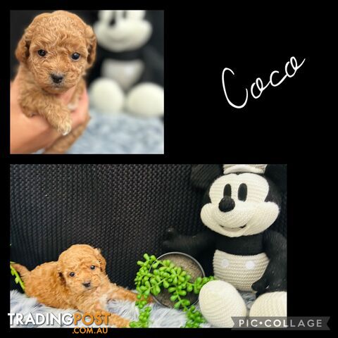 🐶✨ Adorable Cavoodle Puppies – Ready for Their Forever Homes! ✨🐶