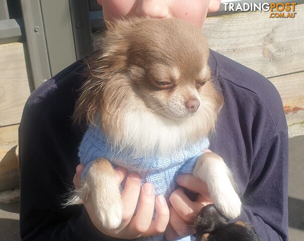 Stunning Lilac Long haired Chihuahua Male