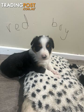 Purebred border collie puppies