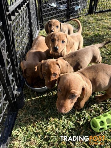 Dachshund