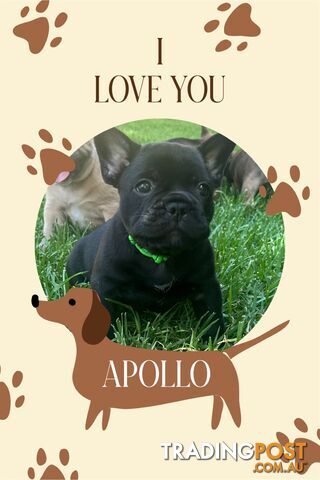 stunning French bulldog puppies @ACODEO purebred