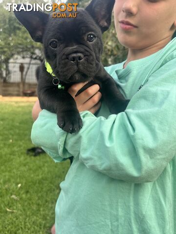 stunning French bulldog puppies @ACODEO purebred