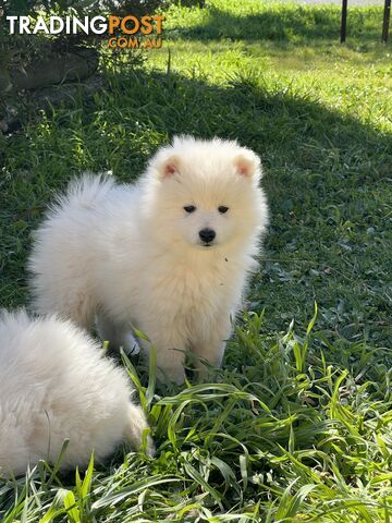 Japanese spitz