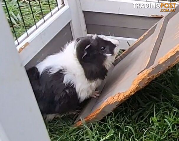 Guinea pigs &amp; their pens