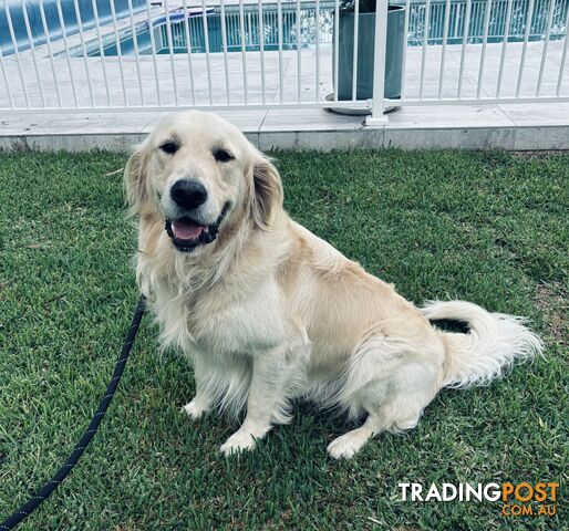 Golden Retriever Stud