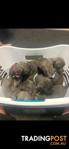 Purebred Blue Staffy Puppies