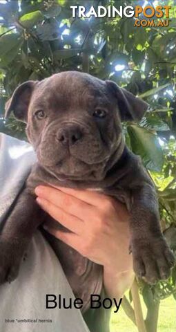 English Staffordshire bull terrier puppies