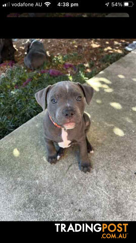 English Staffordshire bull terrier puppies