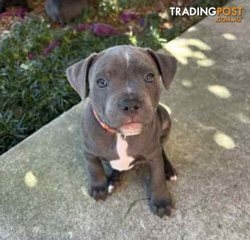 English Staffordshire bull terrier puppies