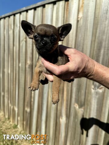 Purebred chihuahua puppies for sale