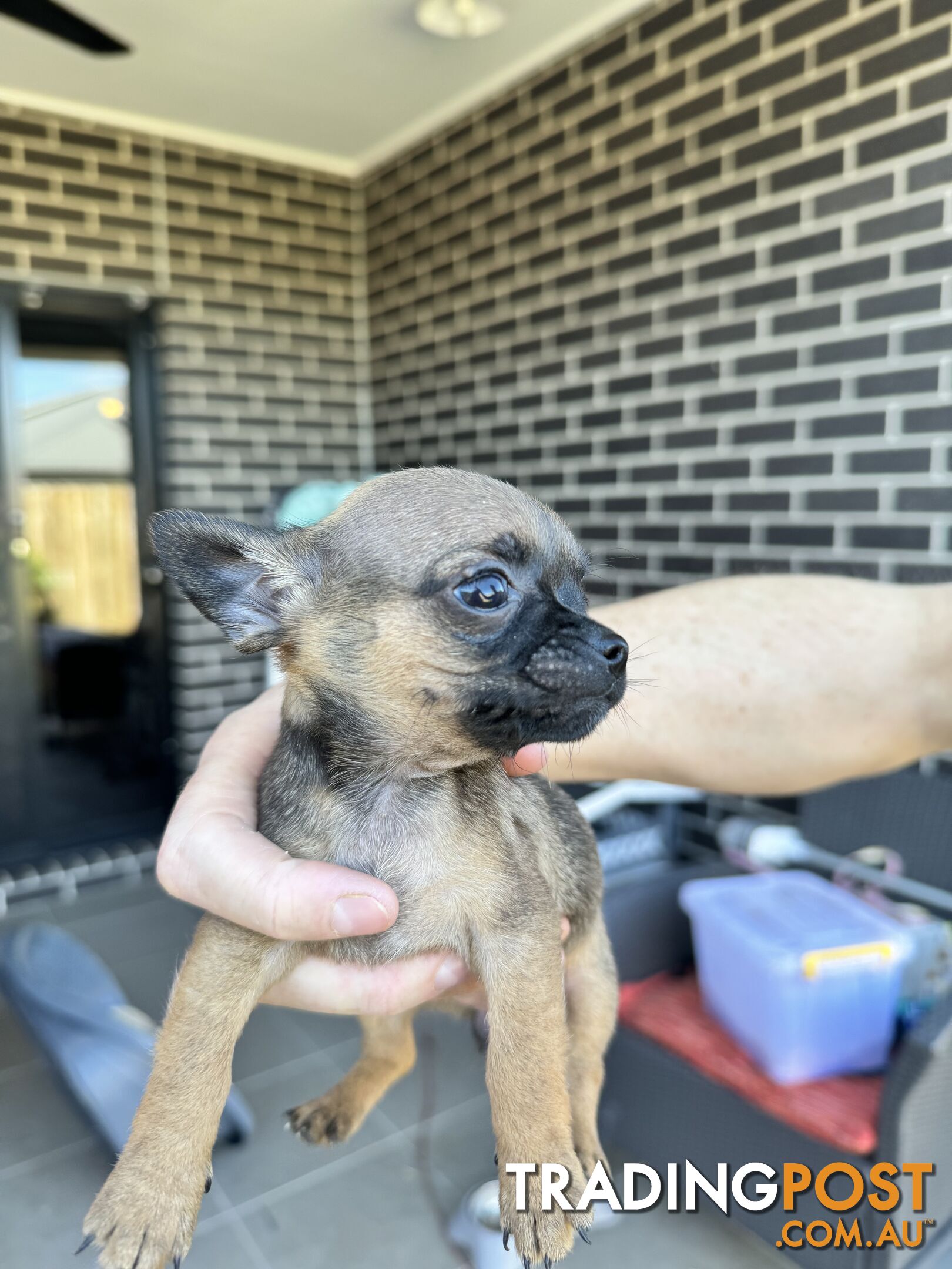Purebred chihuahua puppies for sale