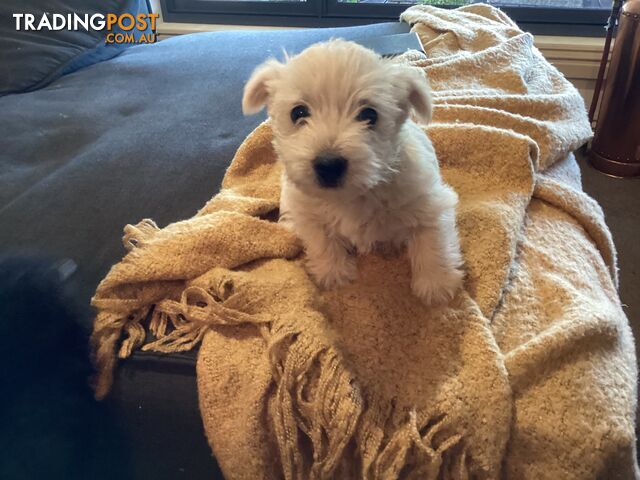 West highland white terrier