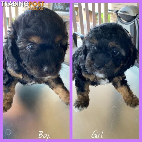 Cavoodle x puppies