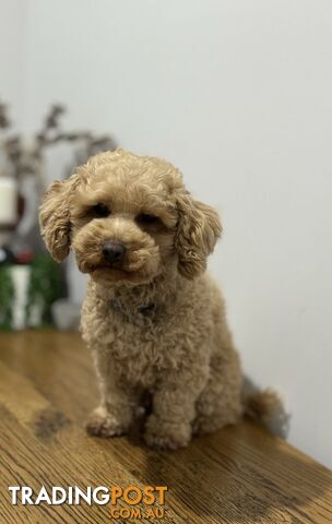 Toy Poodle Stud Service. DNA tested and clear.