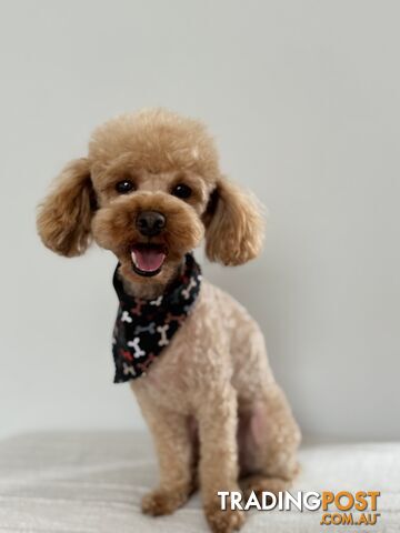 Toy Poodle Stud Service