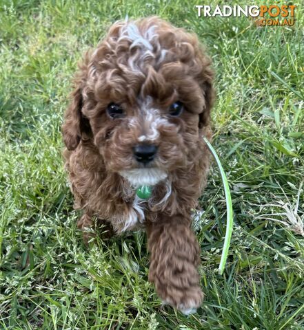 Toy Cavoodle Puppies