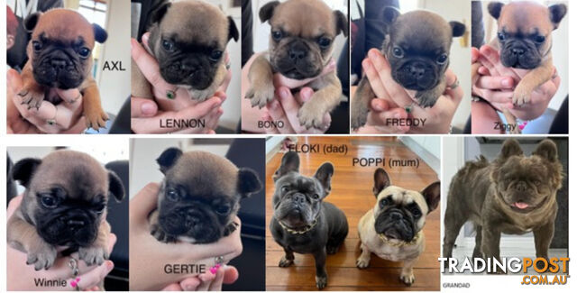 French Bulldog Puppies