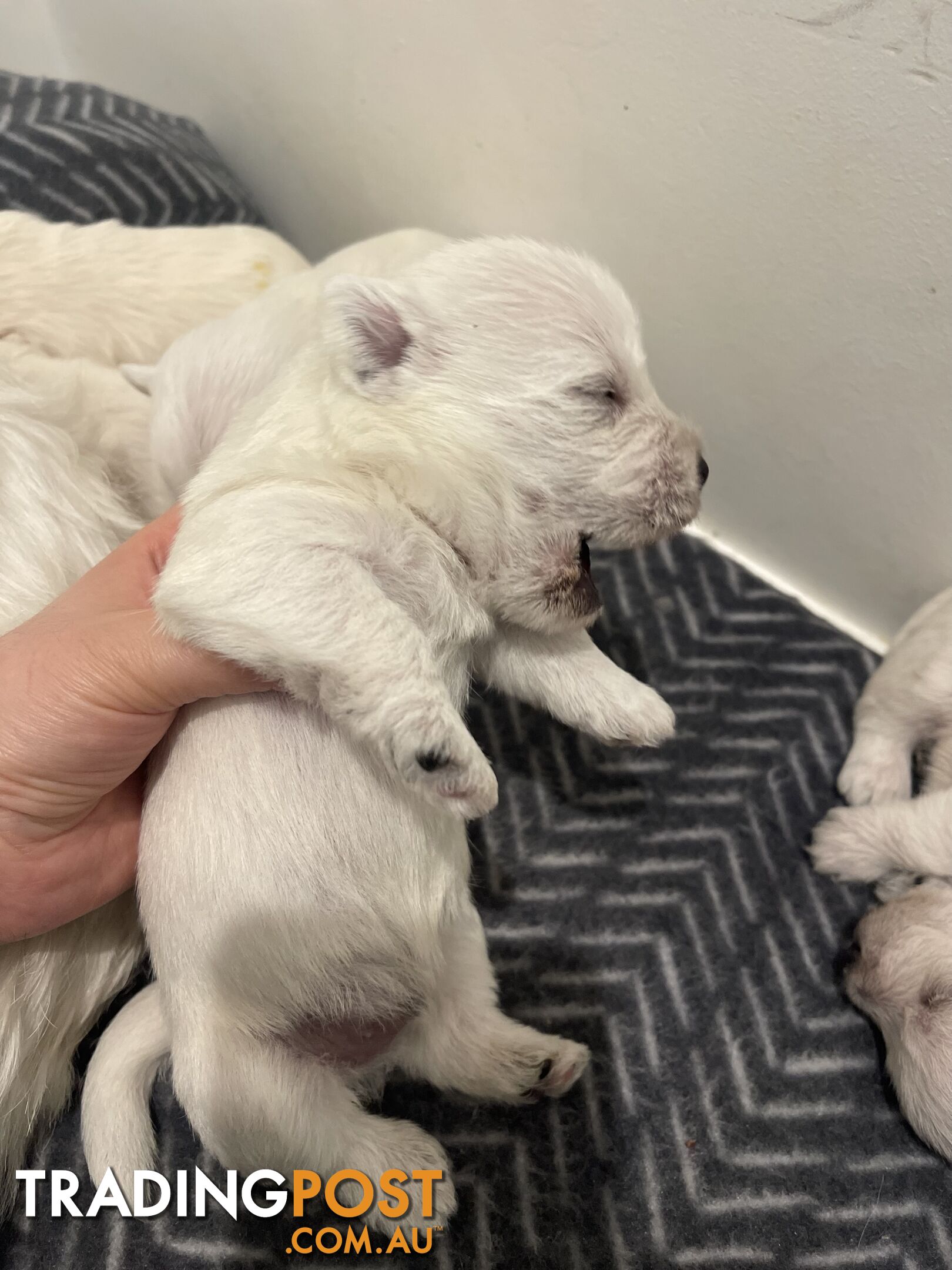 Adorable West Highland White Terrier Puppies Looking for a Loving Home