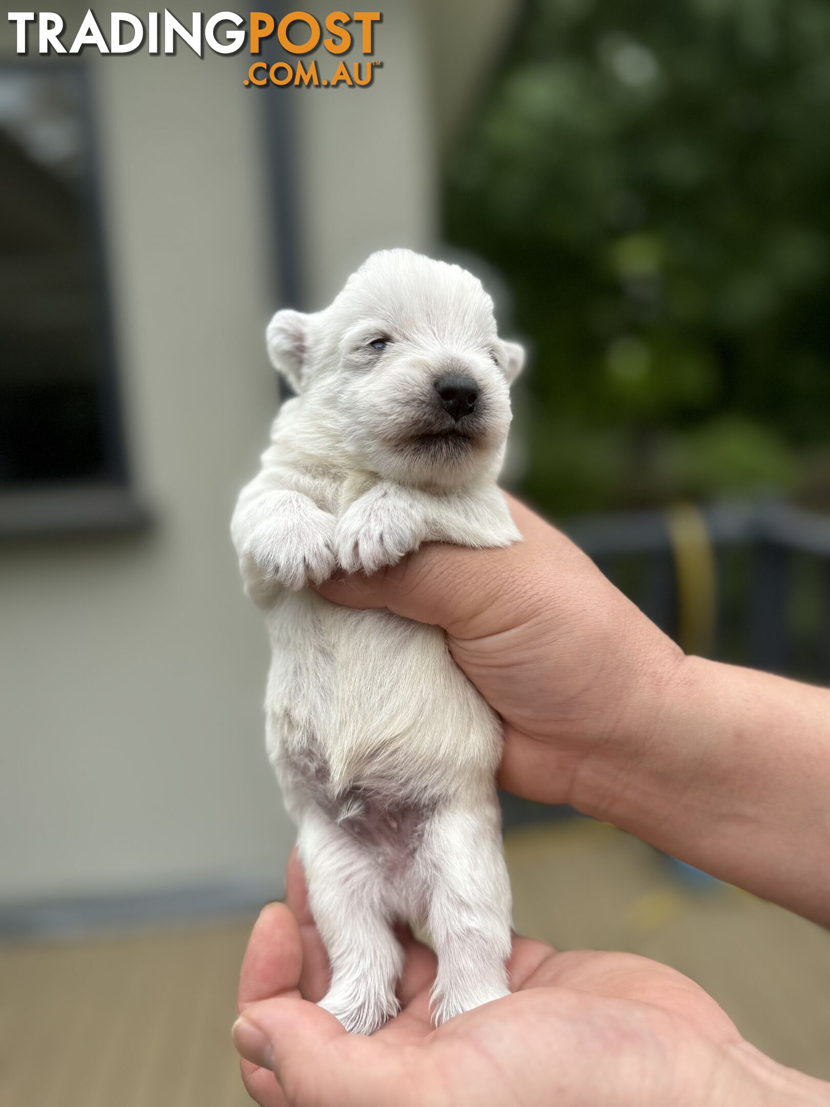 Adorable West Highland White Terrier Puppies Looking for a Loving Home