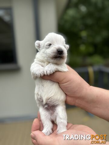 Adorable West Highland White Terrier Puppies Looking for a Loving Home