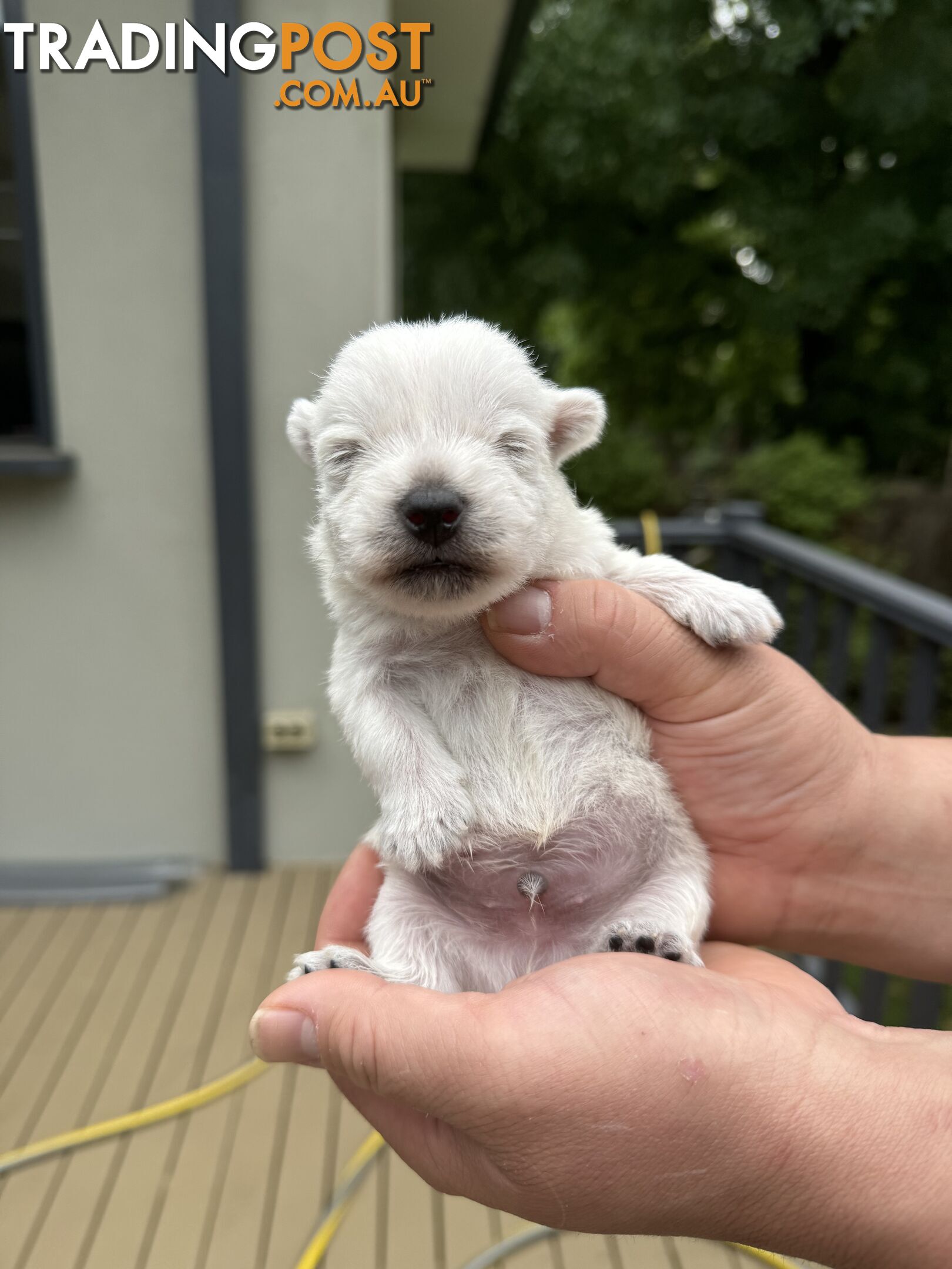 Adorable West Highland White Terrier Puppies Looking for a Loving Home