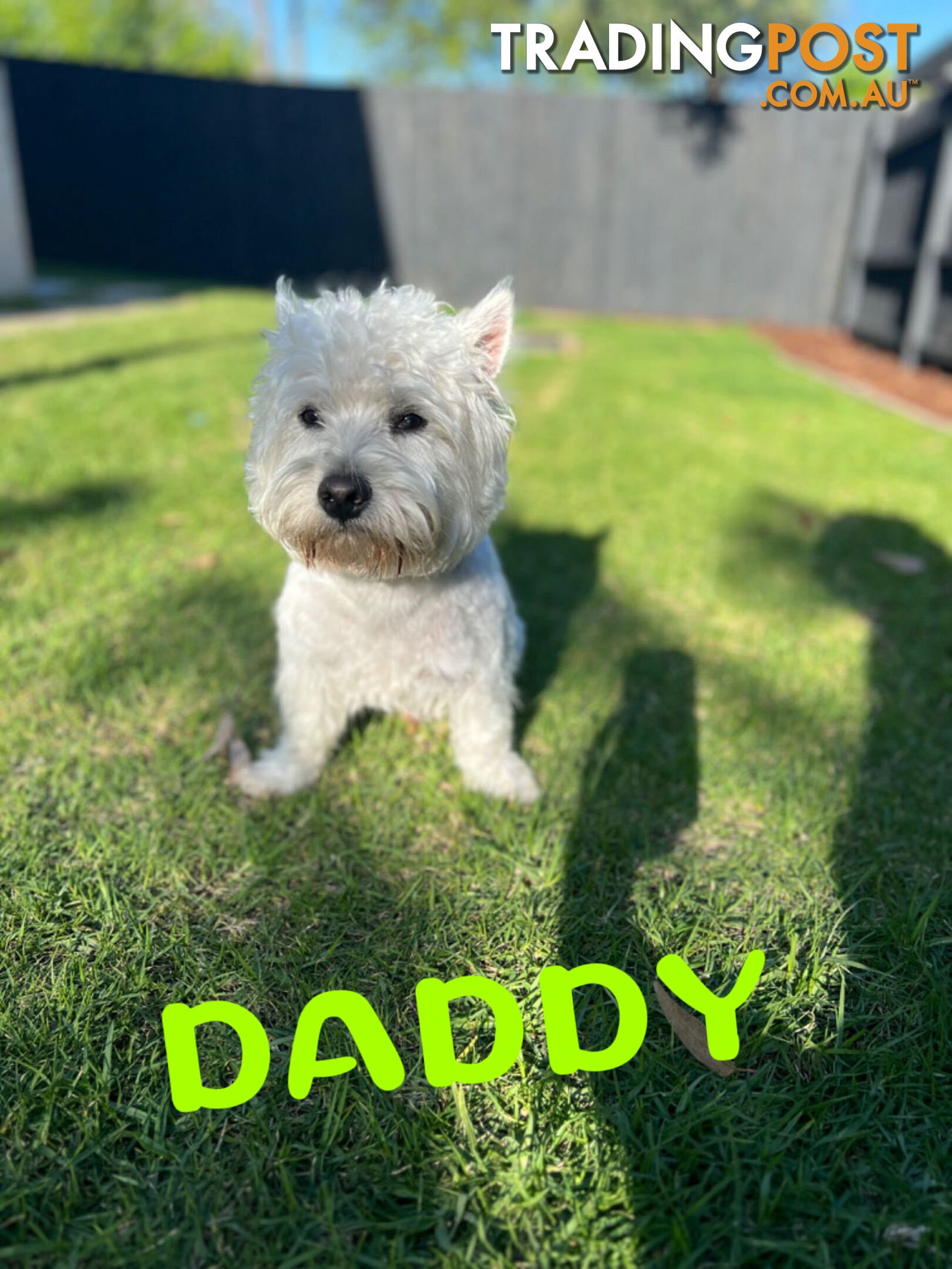 Adorable West Highland White Terrier Puppies Looking for a Loving Home