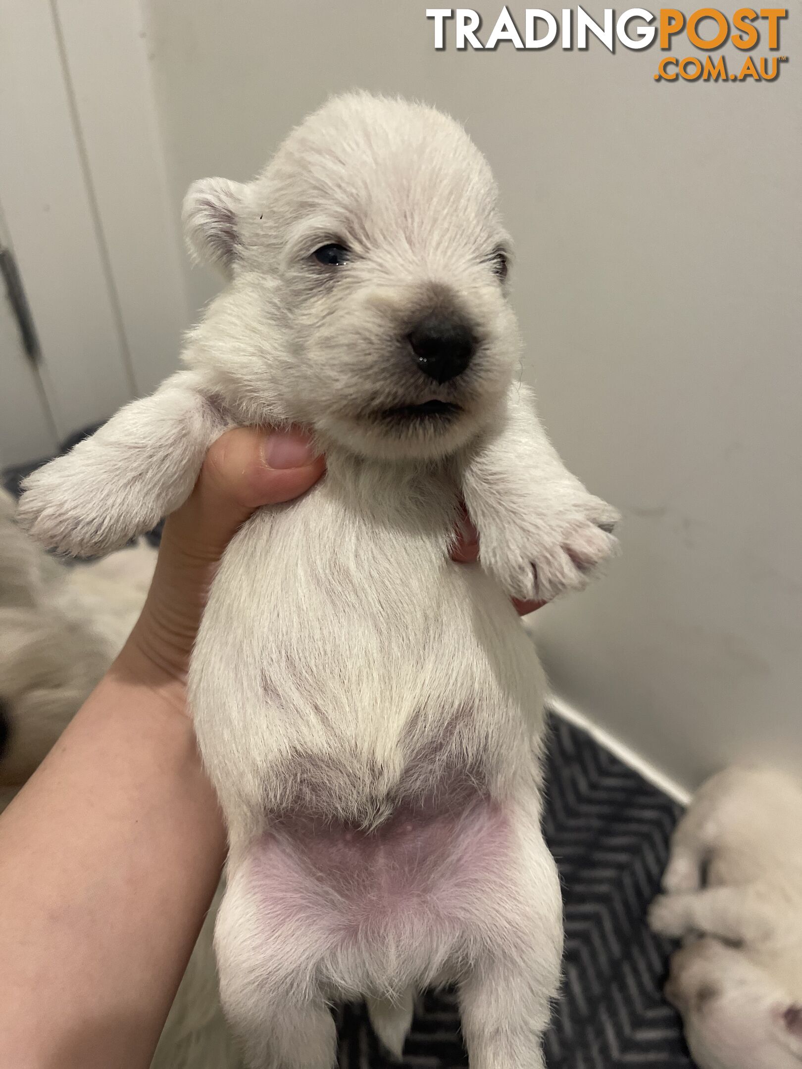 Adorable West Highland White Terrier Puppies Looking for a Loving Home