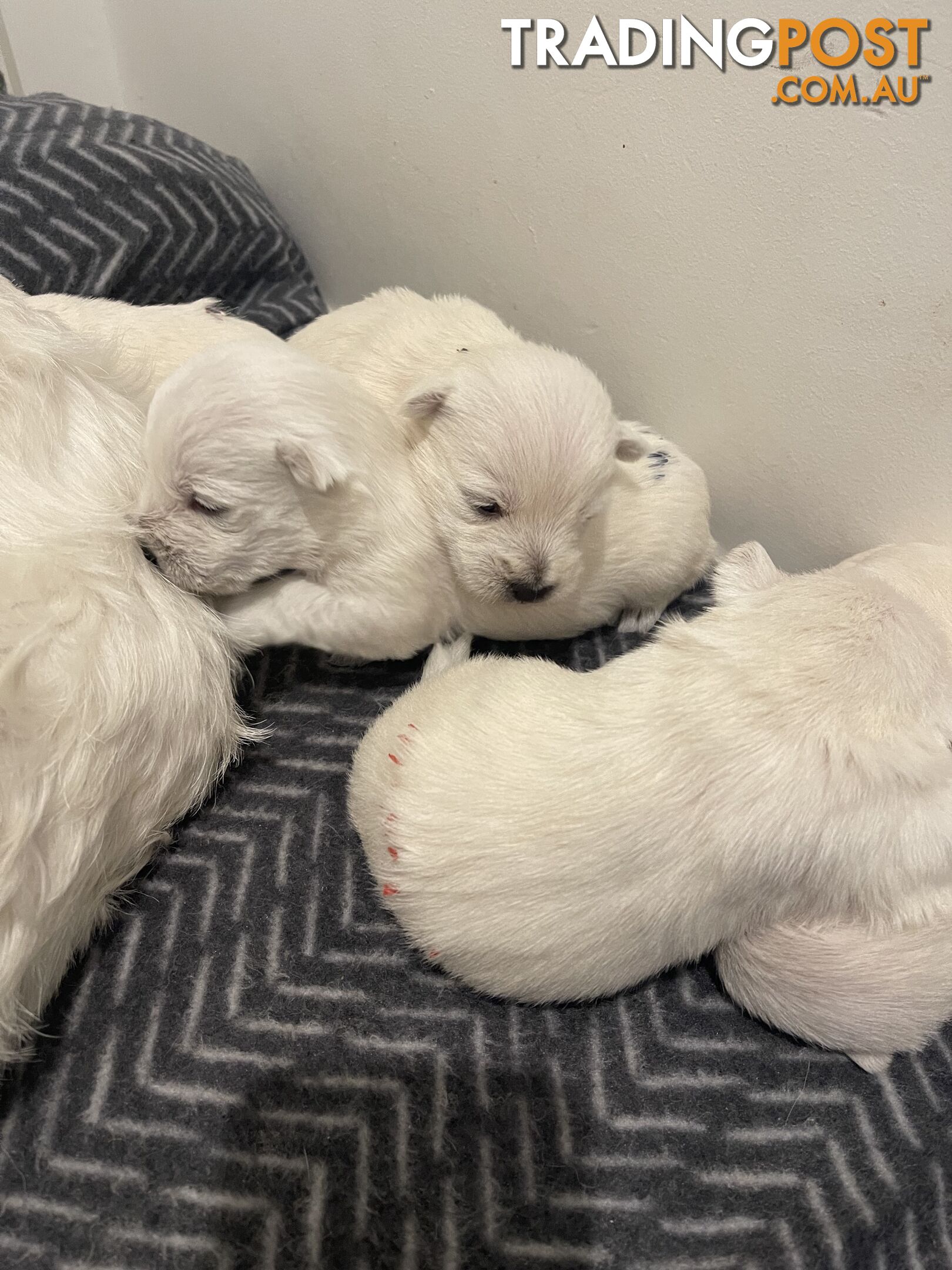 Adorable West Highland White Terrier Puppies Looking for a Loving Home