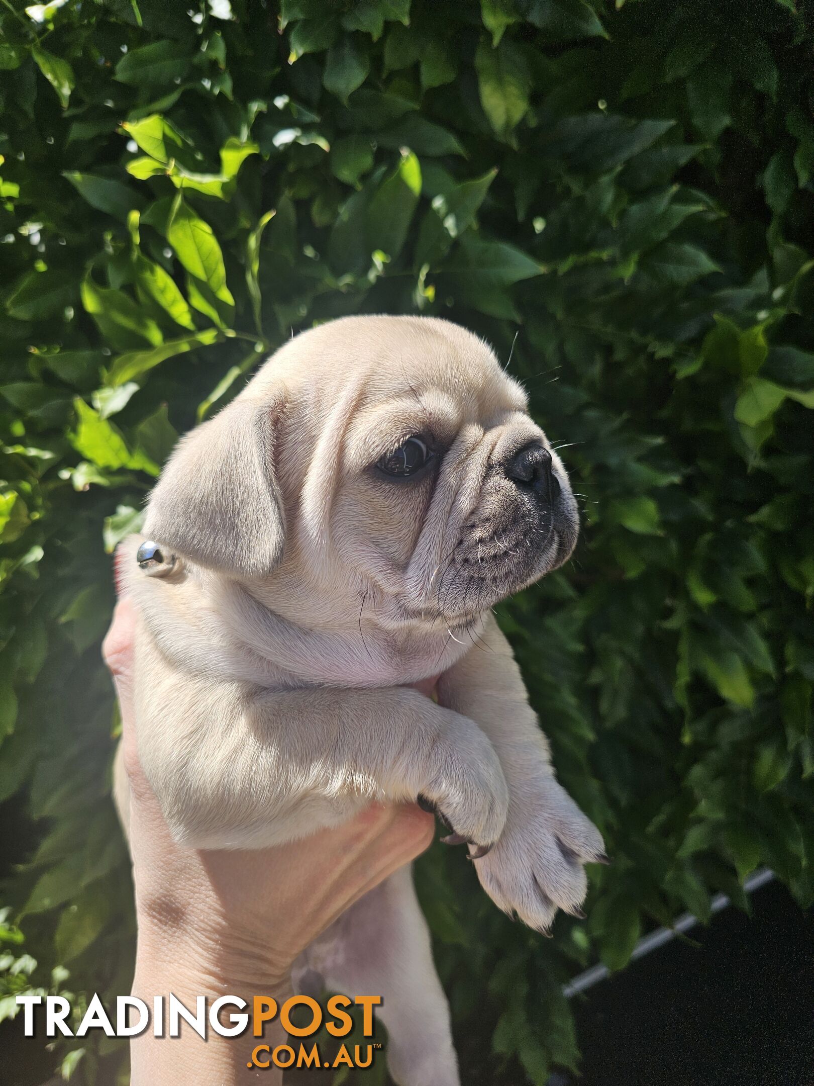 French Bulldog Puppies