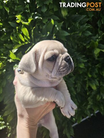 French Bulldog Puppies