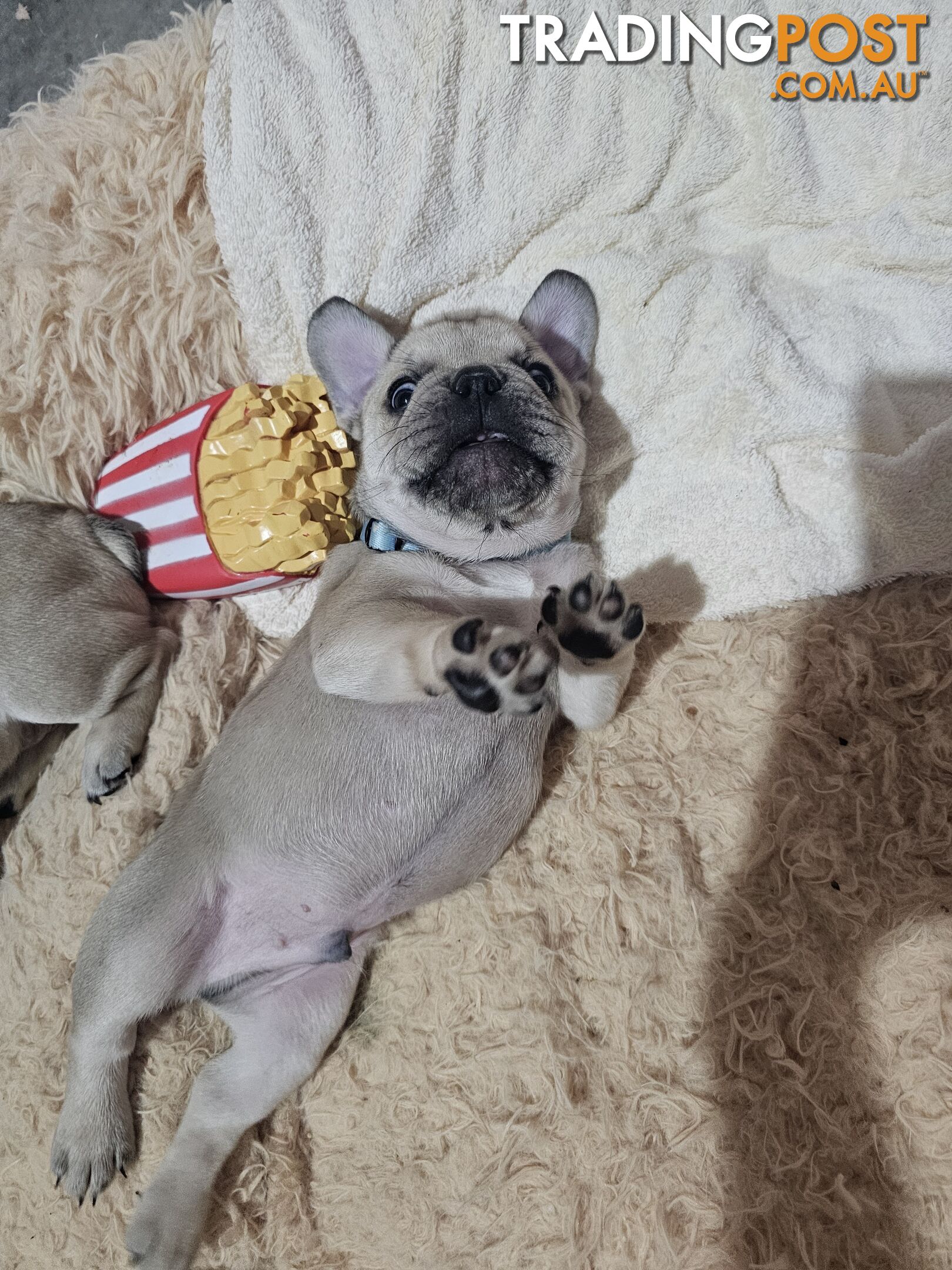 French Bulldog Puppies