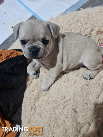 French Bulldog Puppies