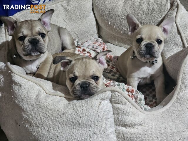 French Bulldog Puppies