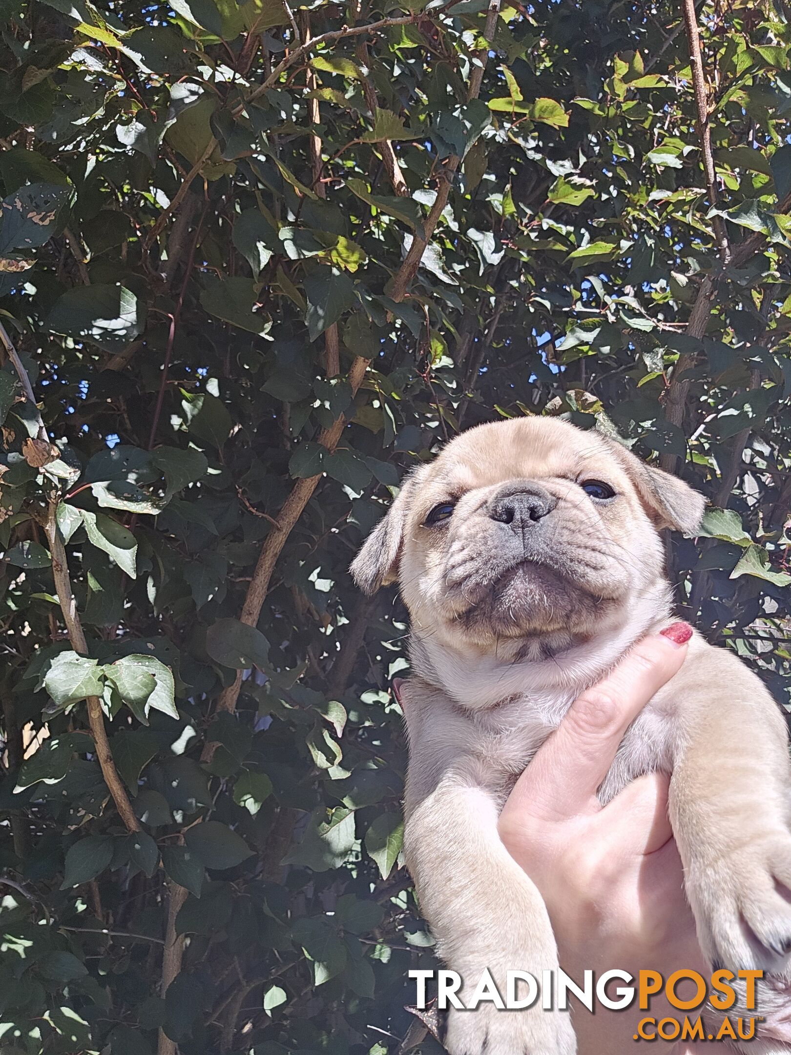 French Bulldog Puppies