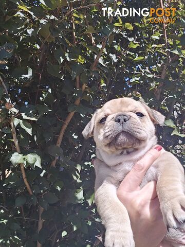 French Bulldog Puppies