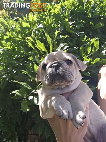 French Bulldog Puppies