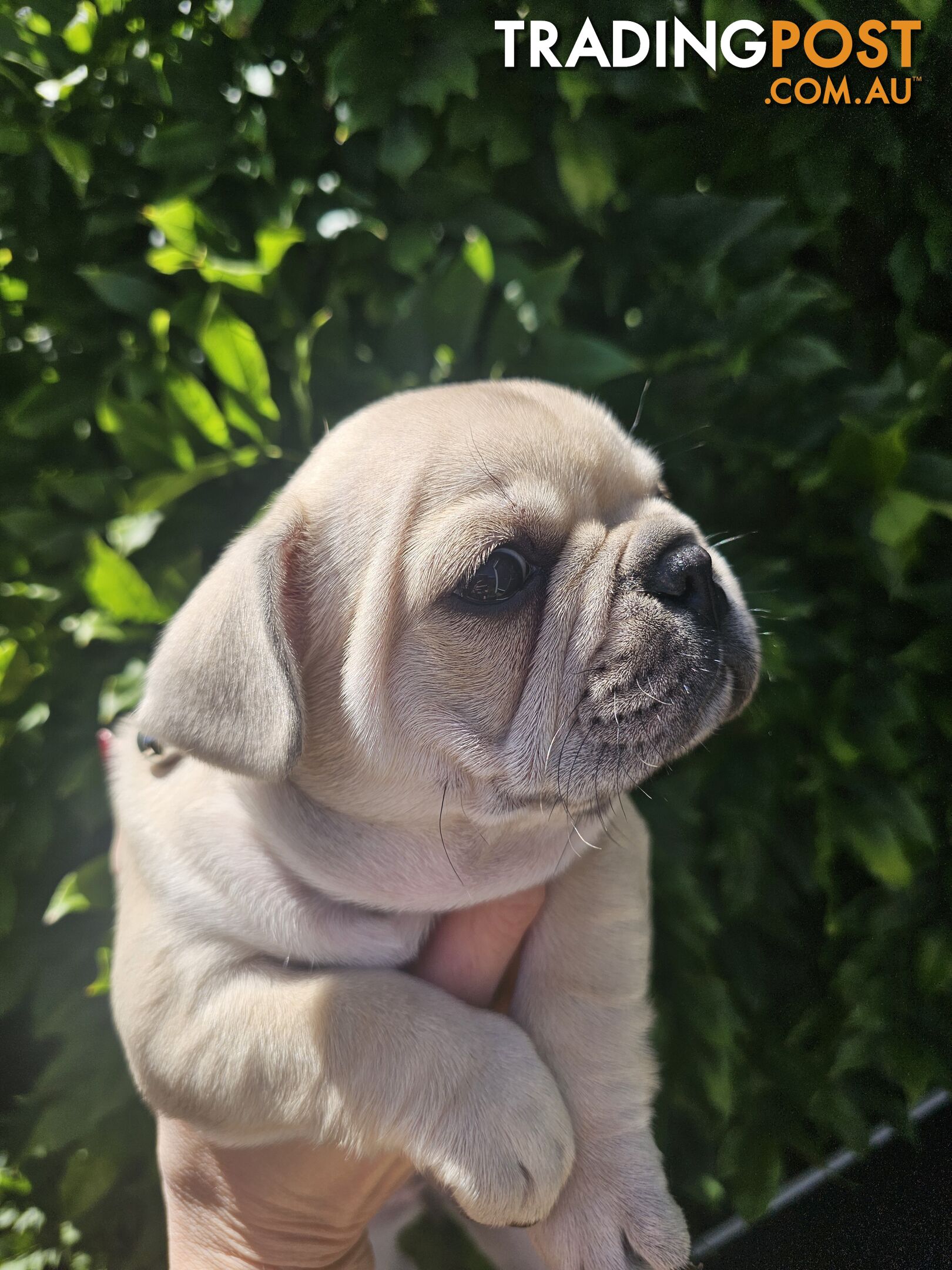 French Bulldog Puppies