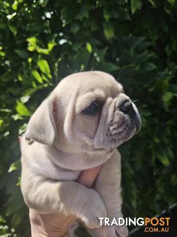 French Bulldog Puppies