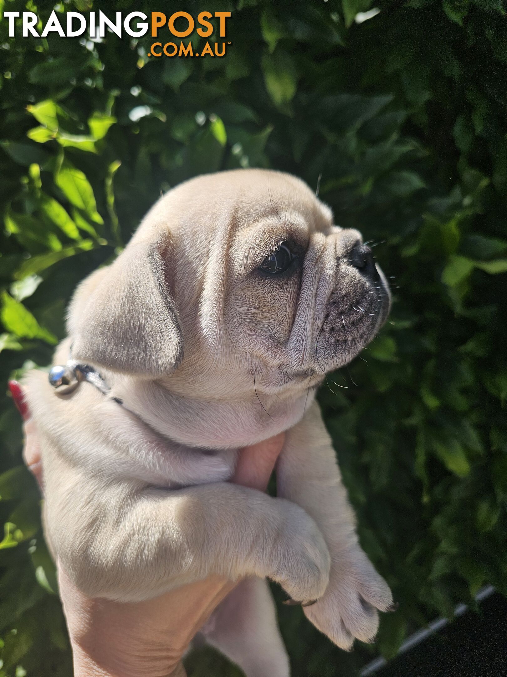 French Bulldog Puppies