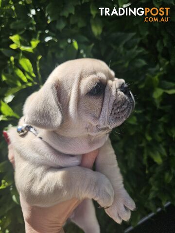 French Bulldog Puppies