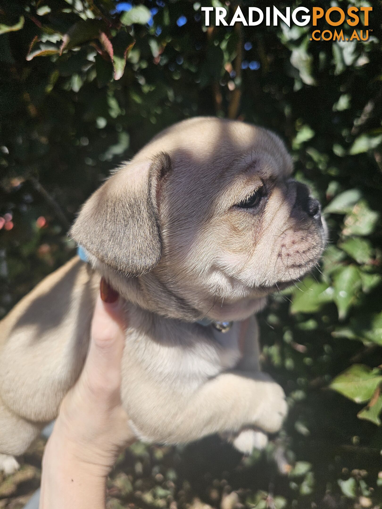 French Bulldog Puppies