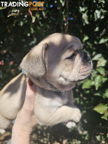 French Bulldog Puppies