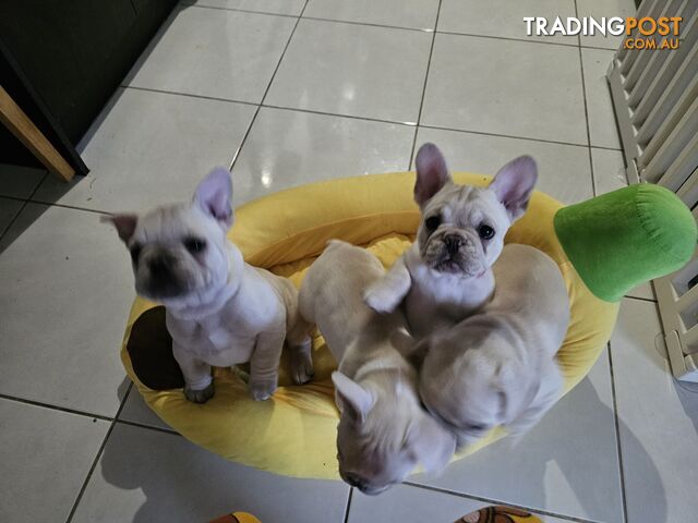 French Bulldog Puppies