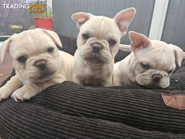 French Bulldog Puppies