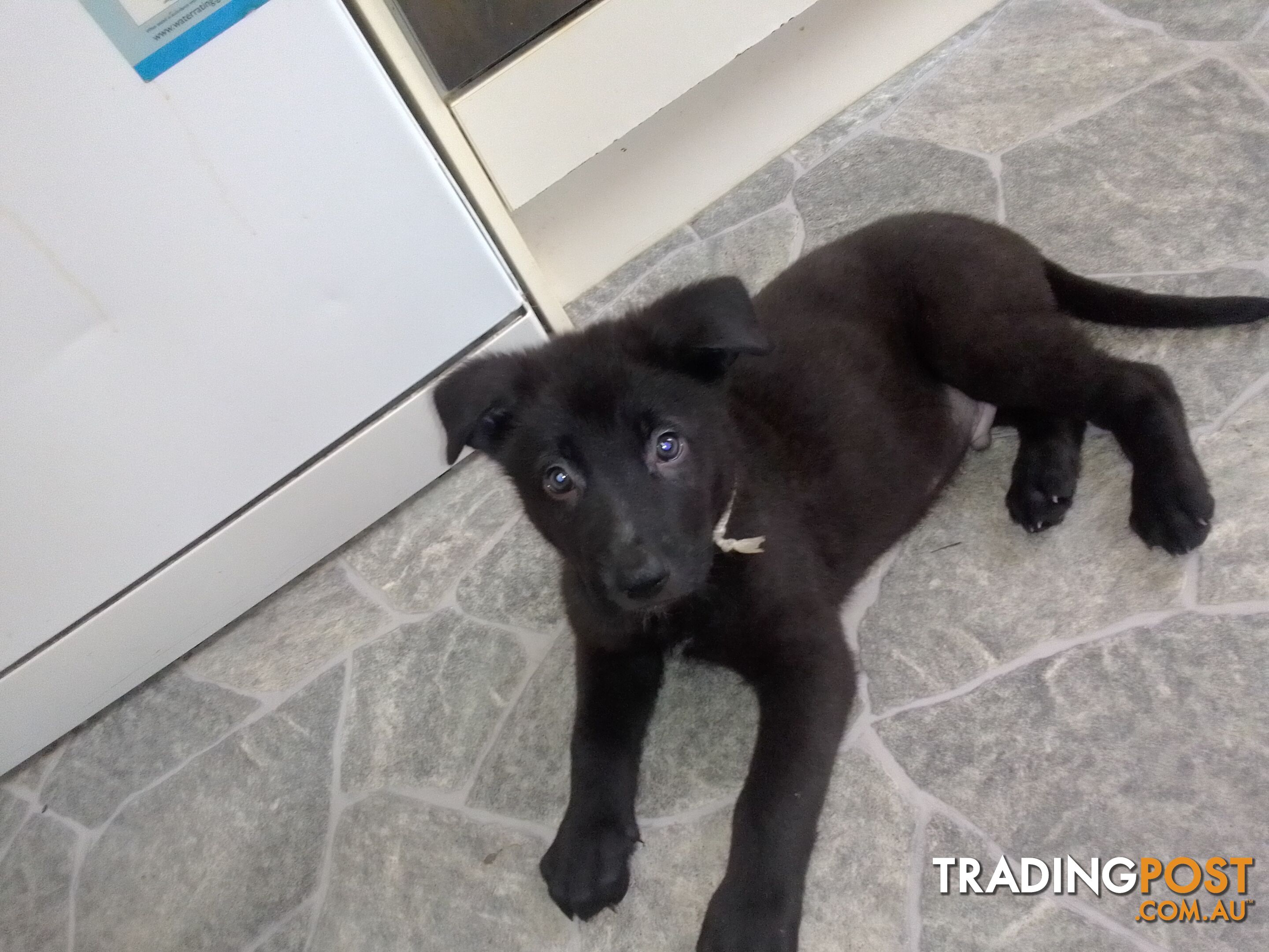 German Shepherd x Labrador (Sheprador) puppies for sale