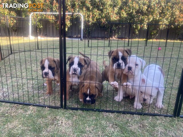 Boxer X Bulldog Puppies