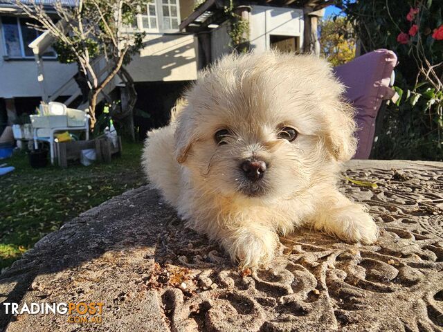 Tibetan Spaniel x Poodle Puppies