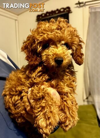 Toy poodle